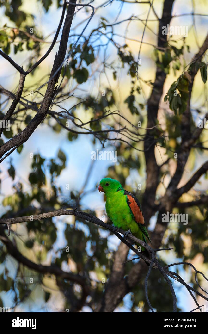 Loro australiano de alas rojas, encaramado en un árbol del Outback alrededor de una pequeña chabosa, mirando la zona con cautela antes de saciar su sed en Undarra. Foto de stock