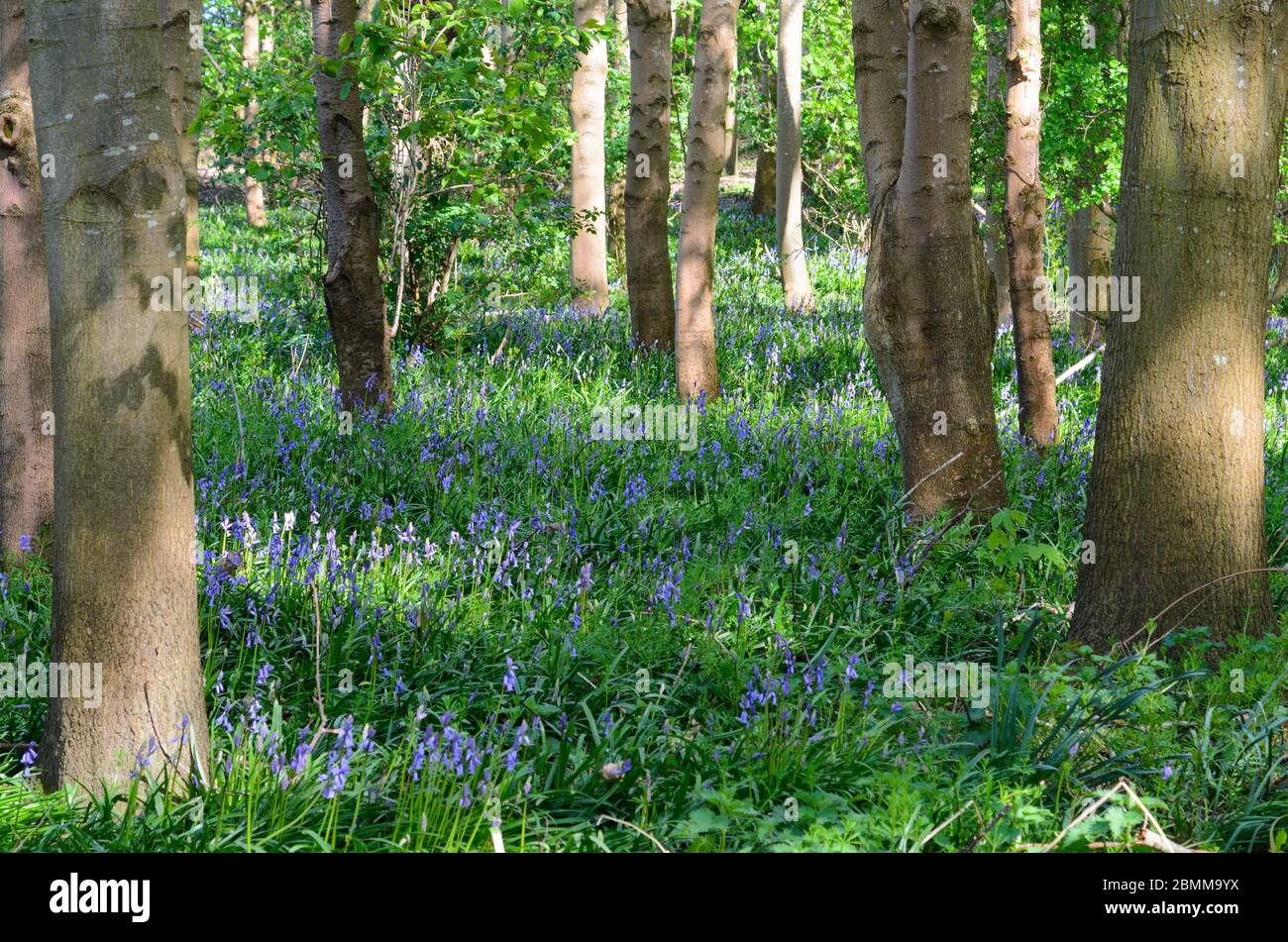 Aránceles floreciendo en el suelo del bosque en Bredon, Worcestershire, Inglaterra, Reino Unido Foto de stock