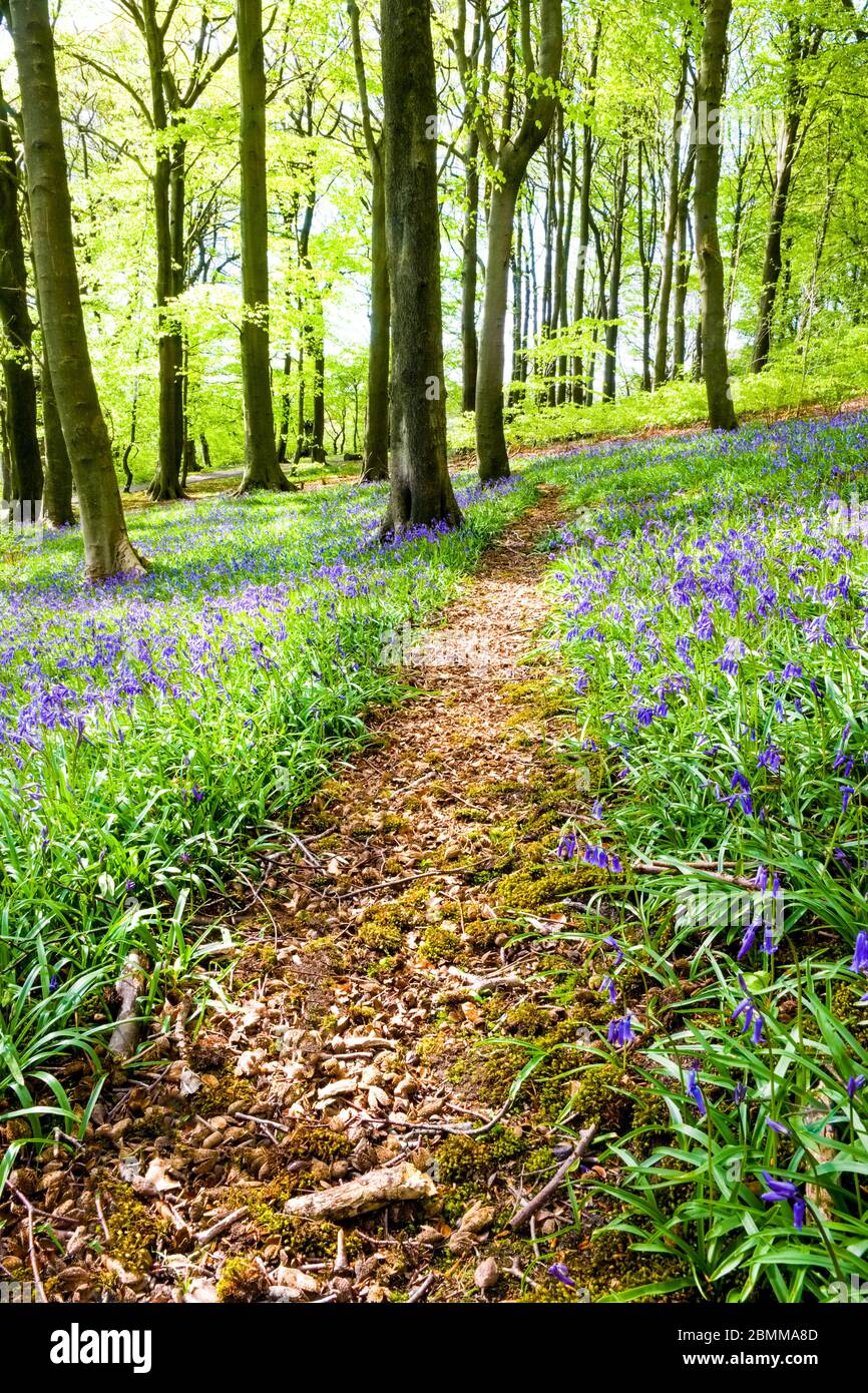 Un camino a través de Bluebells en Corbar Woods, Buxton, Derbyshire, Reino Unido Foto de stock