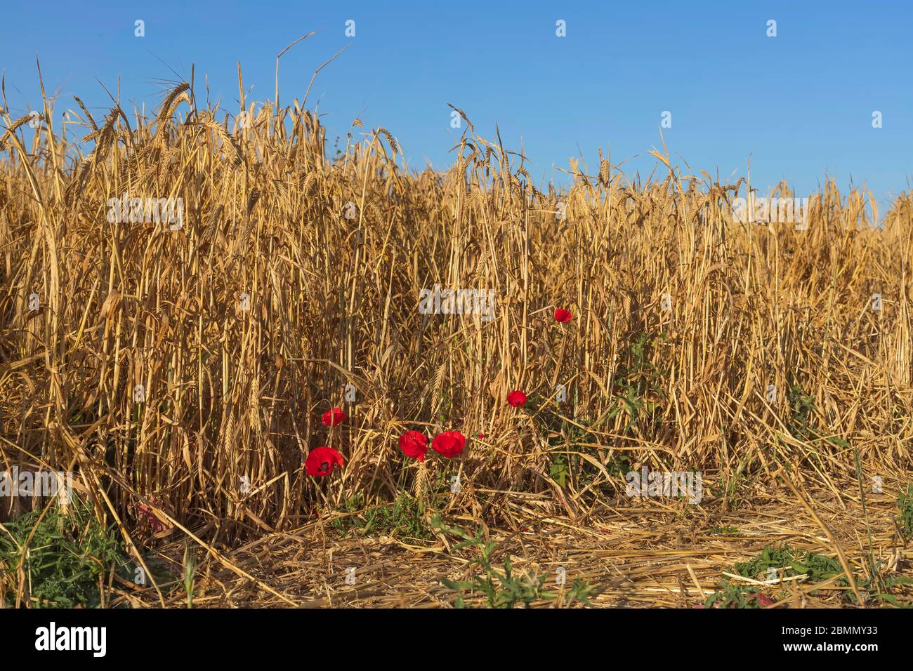 Orejas doradas maduras de trigo y flores de amapola roja delante de ellas contra un cielo azul Foto de stock