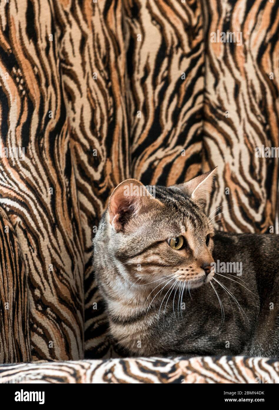 Retrato de un gato Sokoke contra un sillón con estampado animal Fotografía  de stock - Alamy