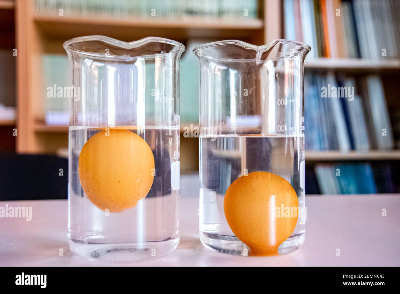 Vaso de precipitado con agua pura y huevo hundido en el interior y vaso de precipitado con agua salada y flotando en el Fotografía de stock - Alamy