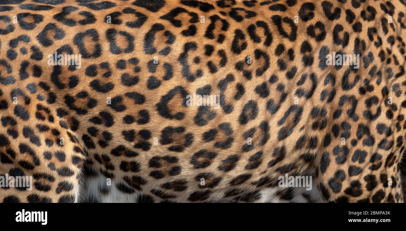 Diseño de patrón de leopardo. Textura de piel de piel real. Estampado animal de fondo de mosaico Foto de stock