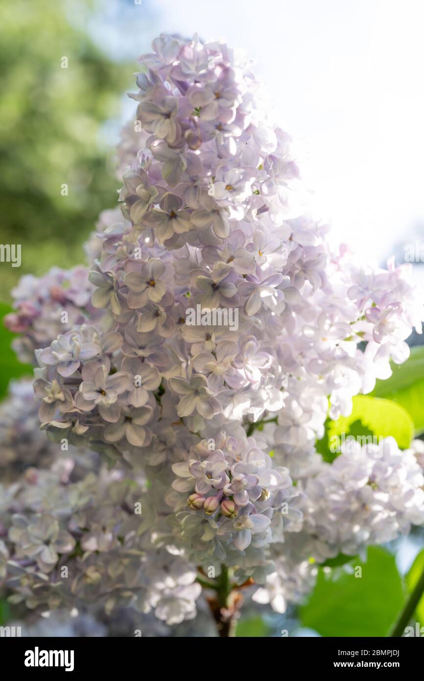 Flores lila comunes (Syringa vulgaris) (variedad 'Corondel'), Reino Unido Foto de stock