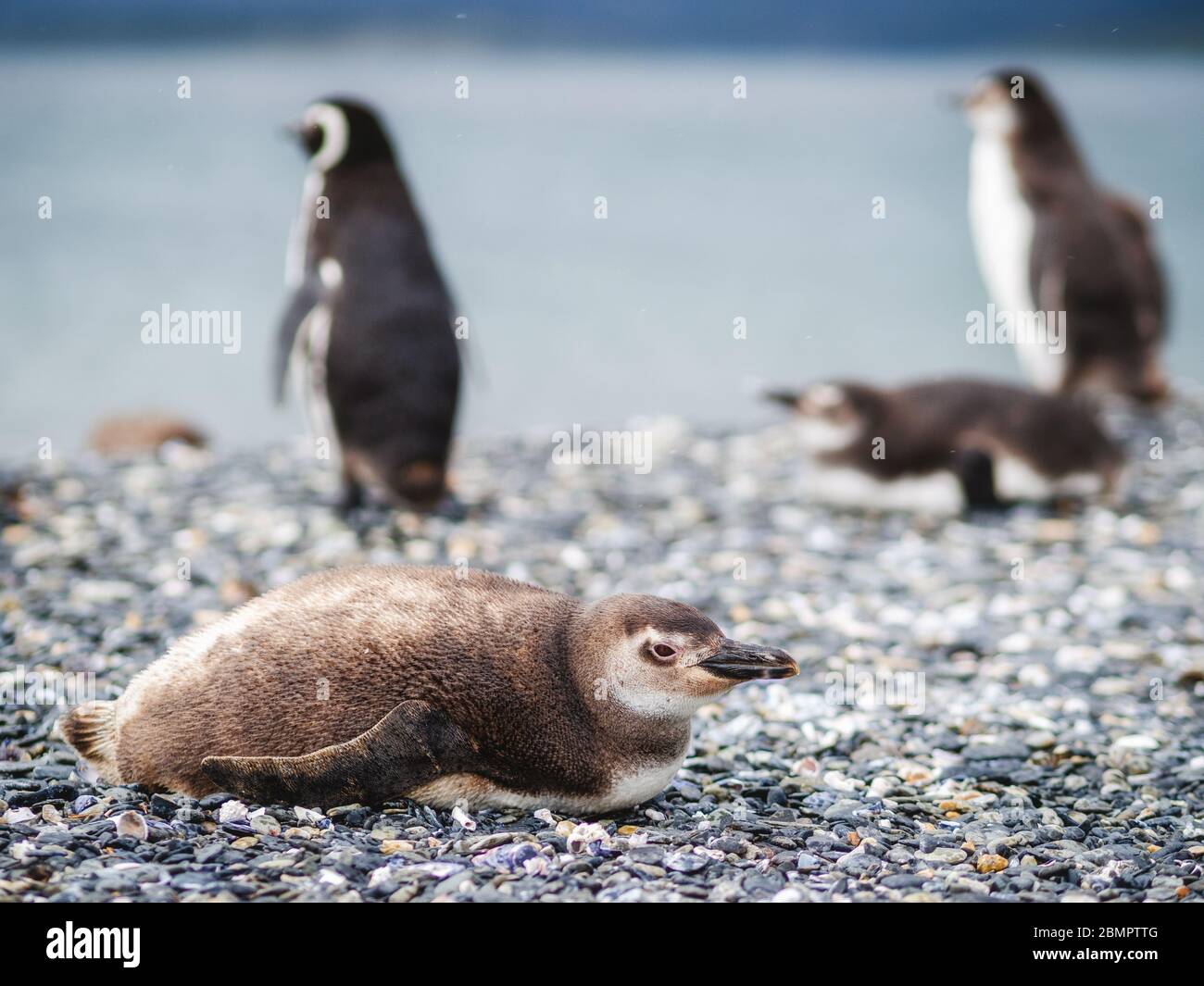 Colonia de pingüinos Magellan en la Isla de Martillo en el Canal Beagle, Ushuaia, Provincia Tierra del Fuego, Argentina. Foto de stock