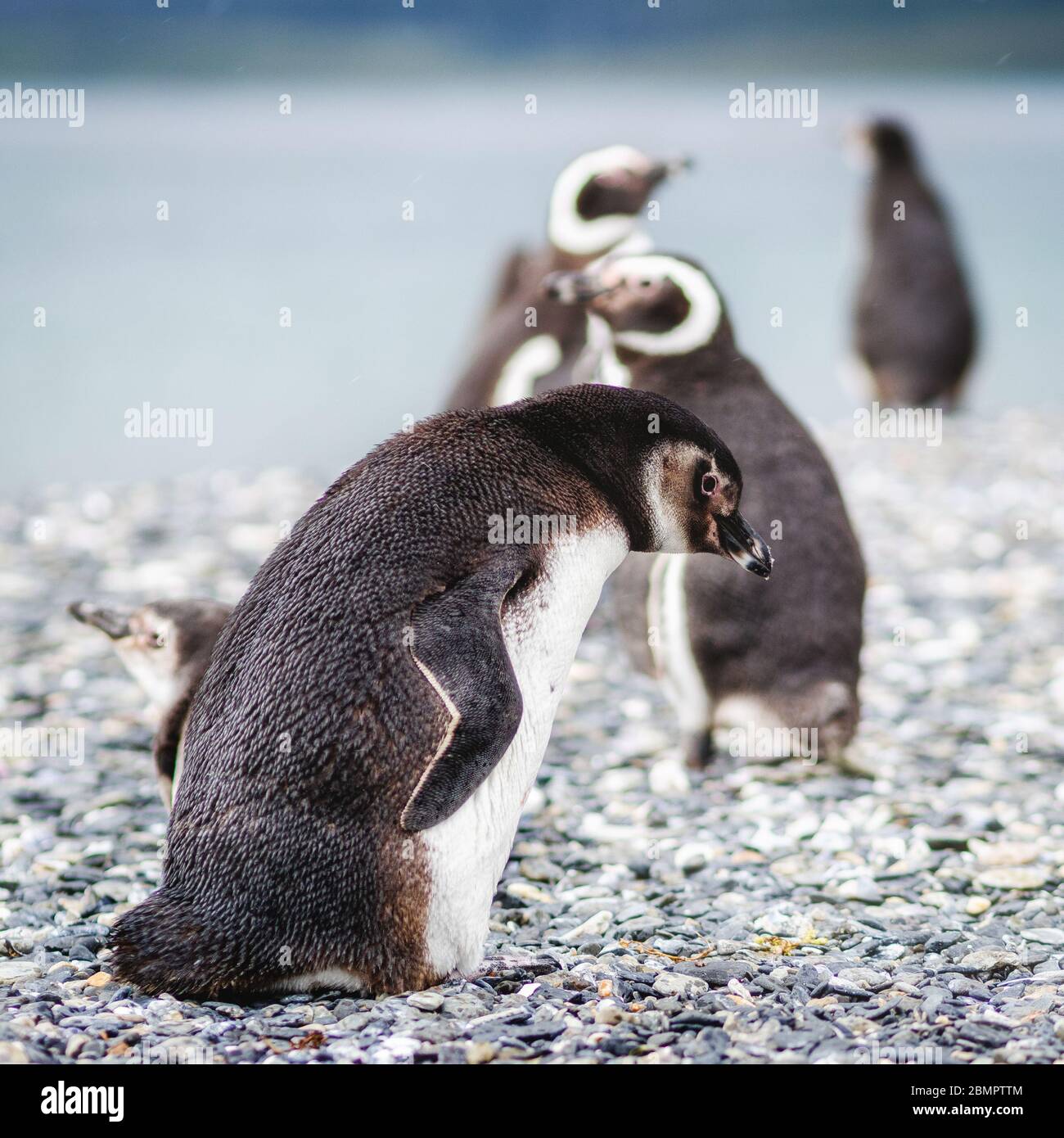 Pingüinos Magallanes en la Isla de Martillo en el Canal Beagle, Ushuaia, Provincia Tierra del Fuego, Argentina. Foto de stock