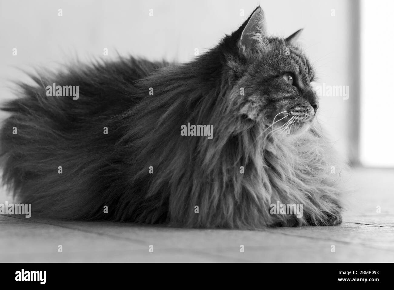 Gato de pelo largo tumbado en relajarse en un jardín, siberiano raza marrón tabby versión Foto de stock