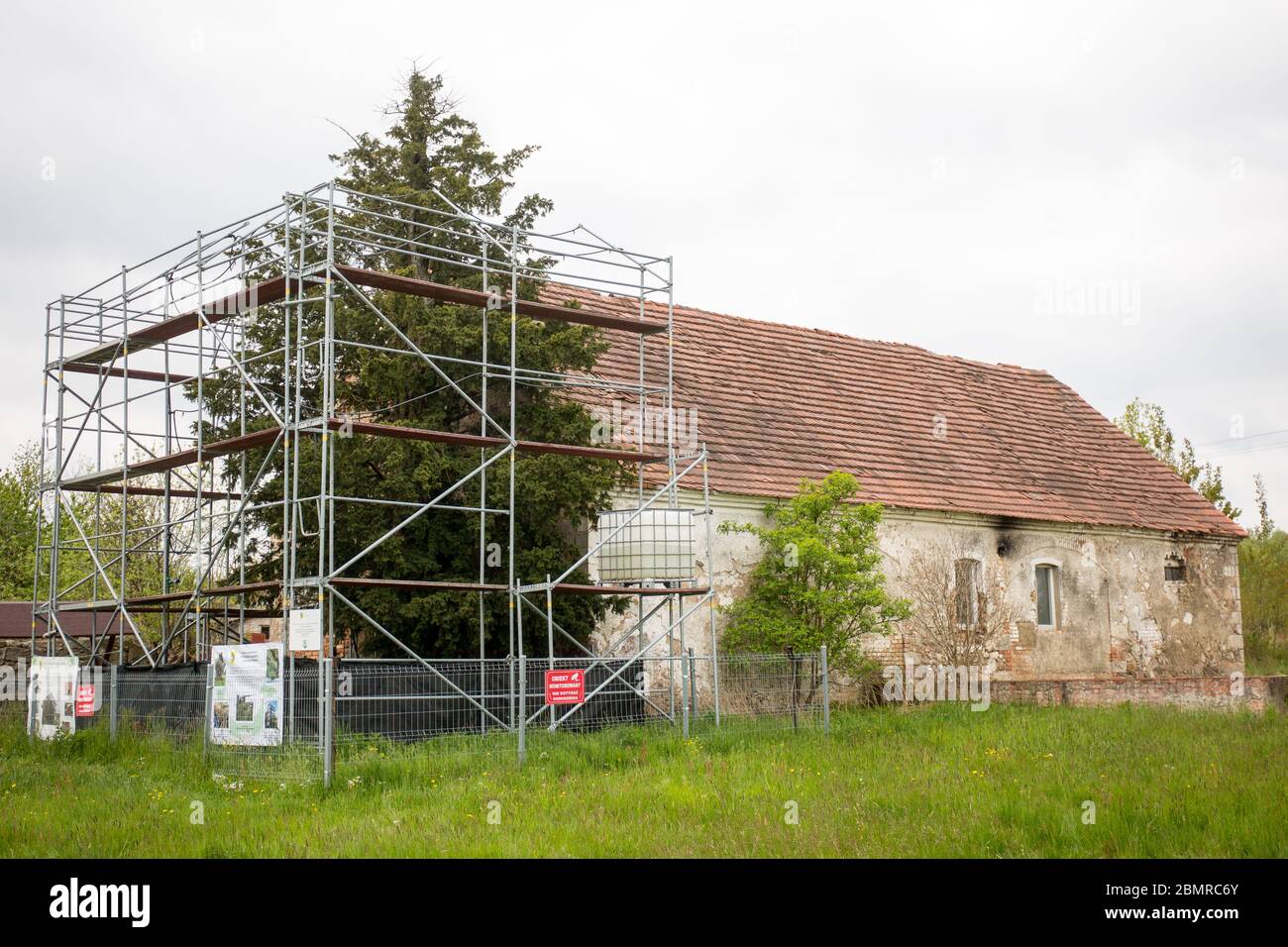 Una vista de un árbol de tejo 'Henryk' (en polaco CIS Henryk) junto