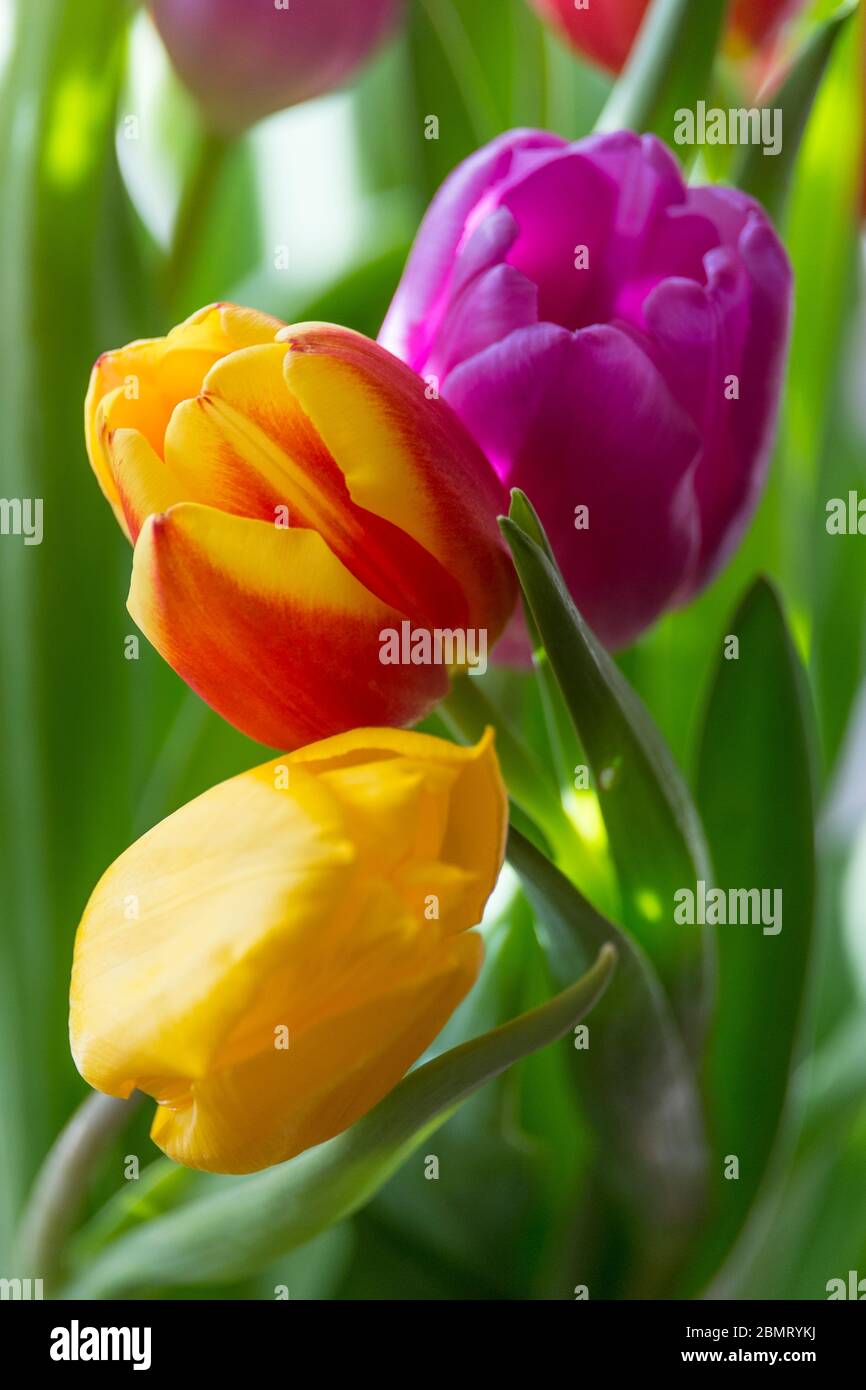 Tulipanes primaverales, Foto de stock