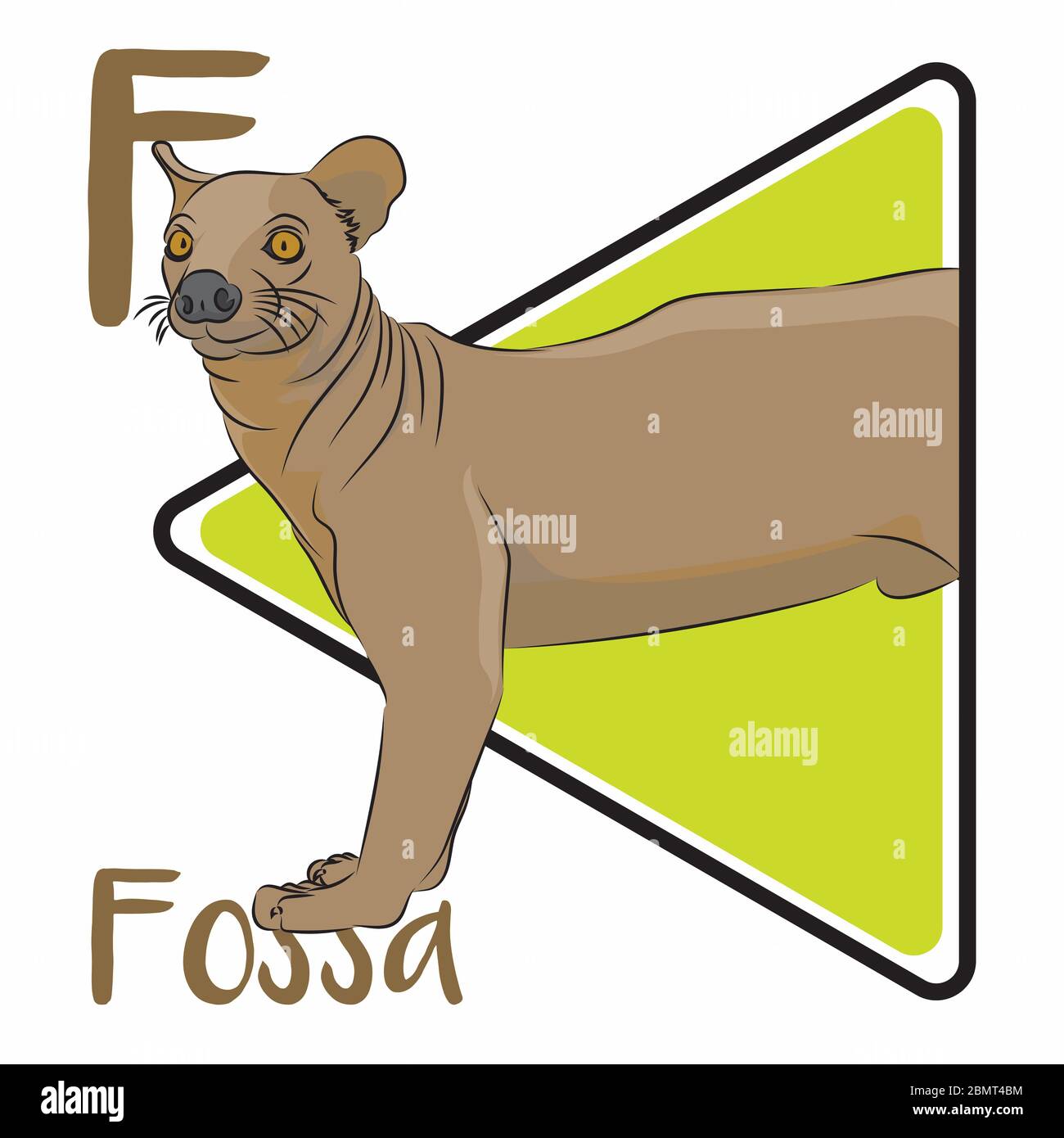 F para fosa. Una fosa es un animal extraño de Madagascar, parece una fusión  entre perro y gato Fotografía de stock - Alamy