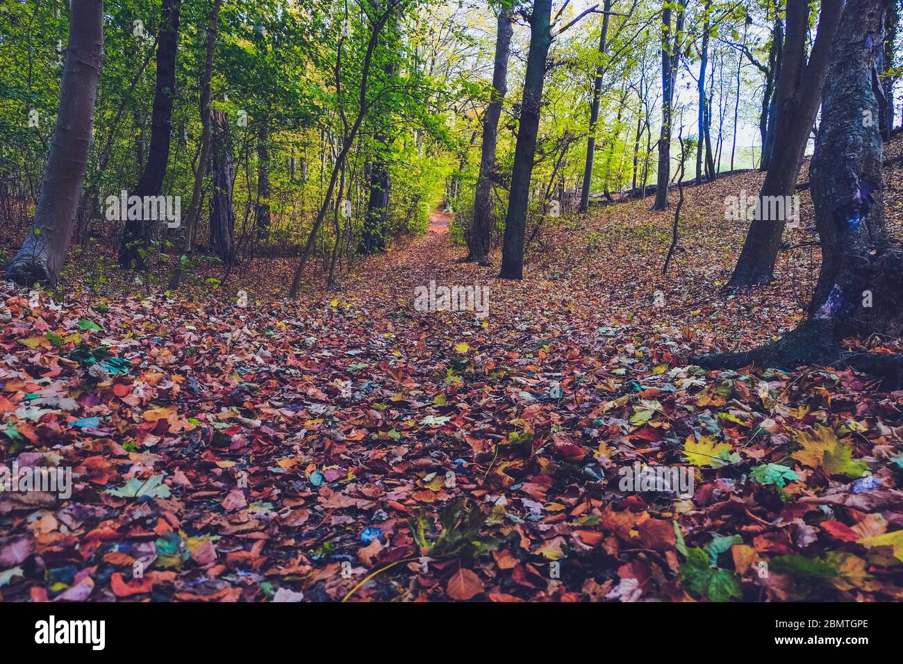 Suelo forestal lleno de hojas en otoño Foto de stock
