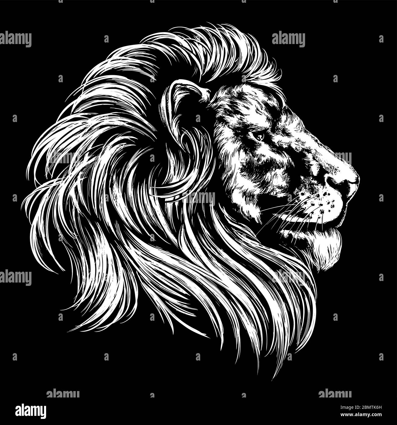 león animal, rey de bestias, dibujo de vector dibujado a mano ilustración croquis realista. Ilustración del Vector