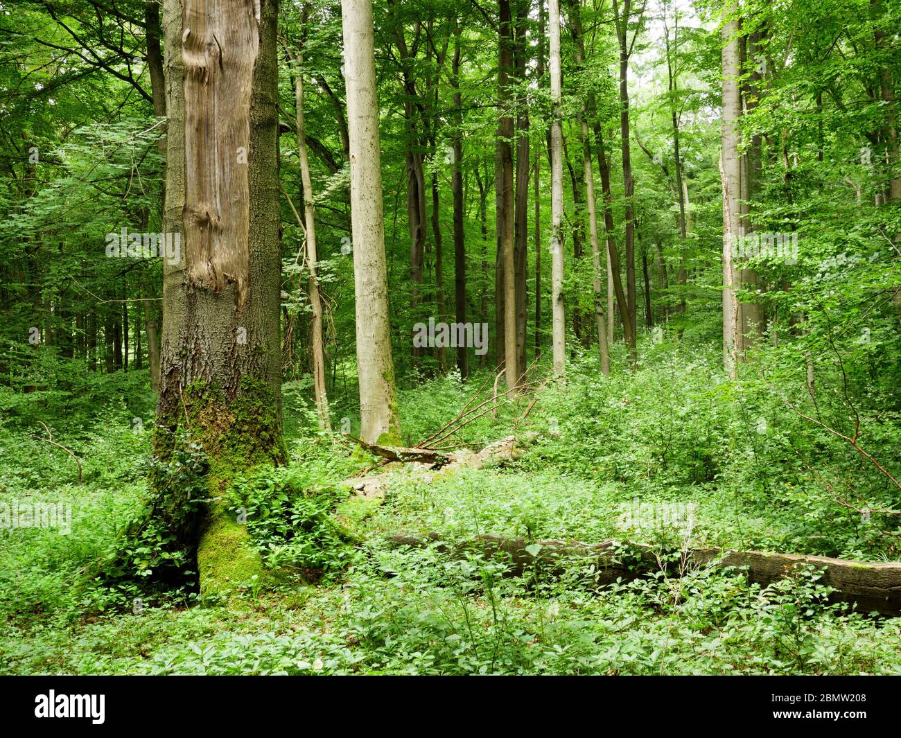 Nationalpark HHenich, UNESCO Welterbe Buchenwald, Urwald, Thüringen, Deutschland Foto de stock