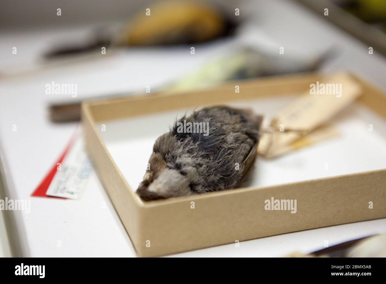 Especímenes conservados de wrens en la familia Xenicidae, etiquetados con etiquetas antiguas de museo, yacían en un cajón en las colecciones del Laboratorio de Ornitología de Cornell Foto de stock
