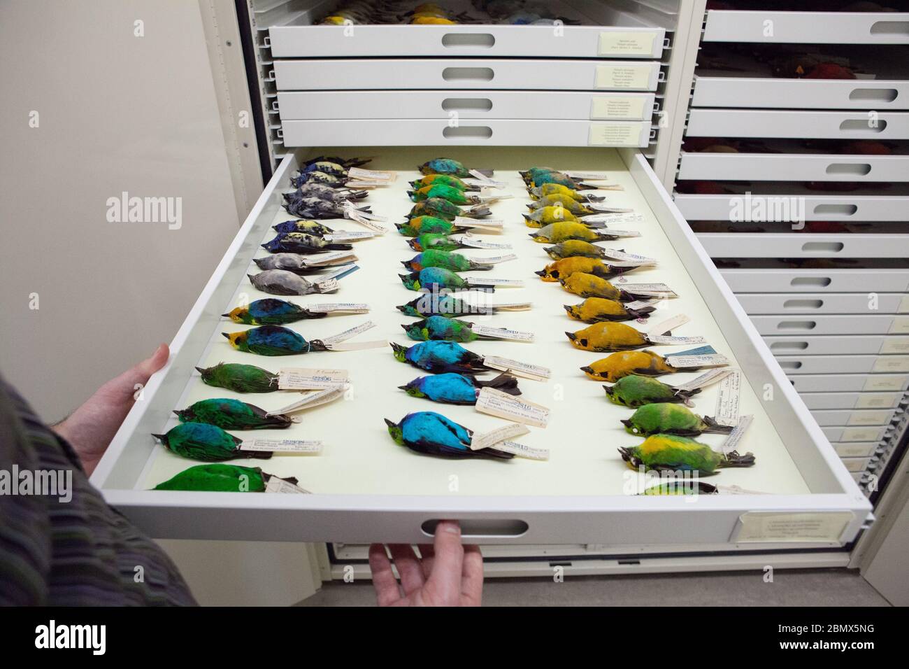 Un cajón lleno de aves tanager conservadas (Thraupidae) recolectadas en diferentes lugares alrededor del mundo en el Laboratorio Cornell de Ornitología, Ithaca, NY Foto de stock