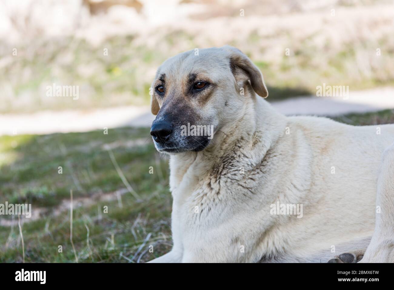 Pastor Turco Fotos E Imagenes De Stock Alamy