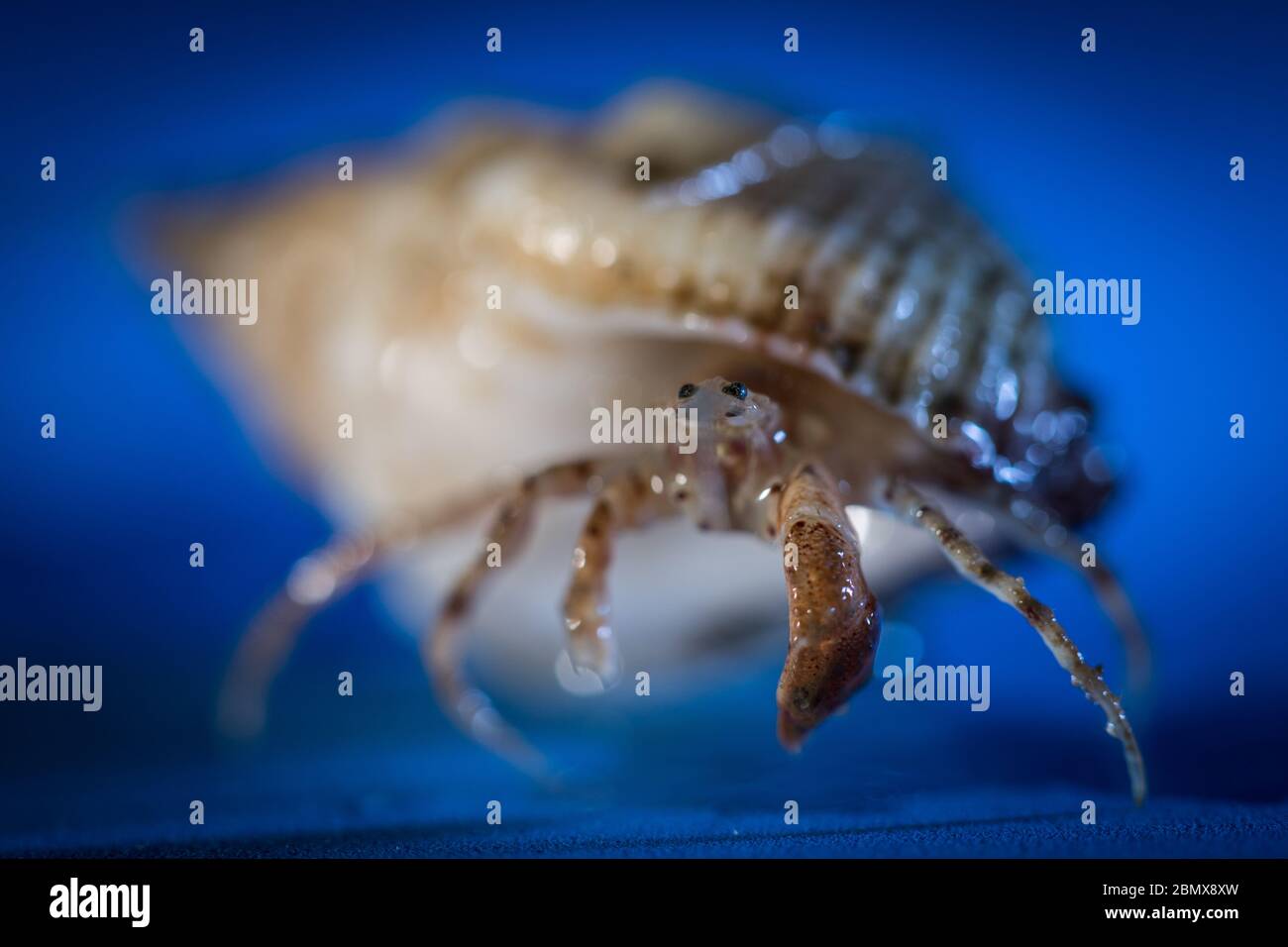 Los cangrejos ermitaños habitan una concha de molusco, como estos especímenes recolectados por científicos que hacen muestreo bentónico del fondo marino del Océano Índico. Foto de stock
