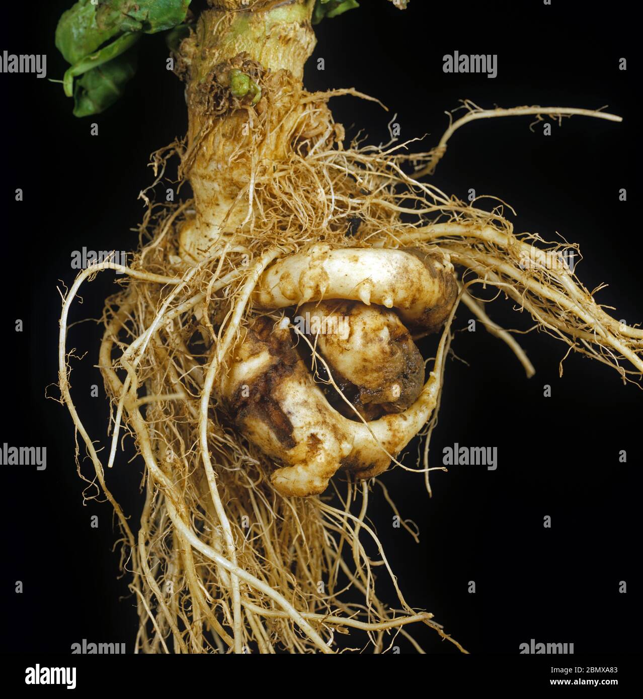 Clubroot (Plasmodiophora brassica) enferma de raíz torcida, malformada y distorsionada en una planta de repollo Foto de stock