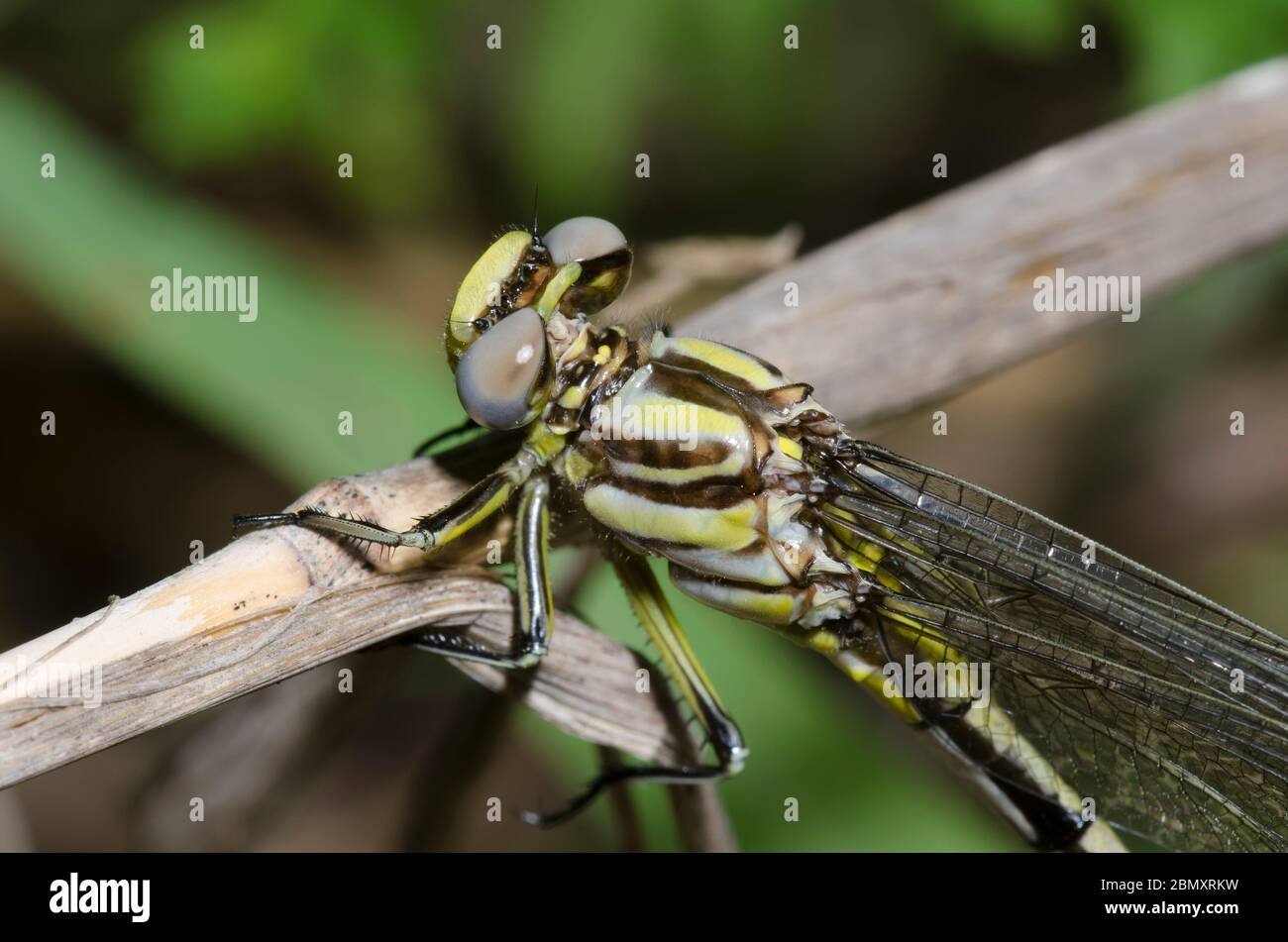Con punta de azufre, Phanogomphus Clubtail militaris, hembra Foto de stock