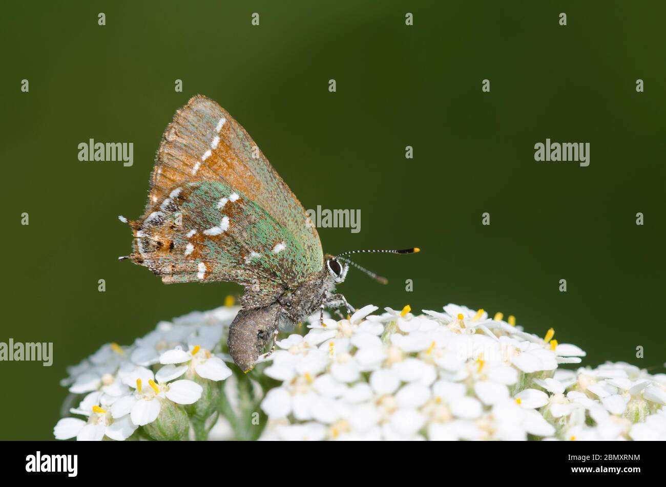 Juniper Hairstreak, Callophrys gryneus, mostrando posible ataque depredador, encaramado en la yarrow, Achillea millefolium Foto de stock