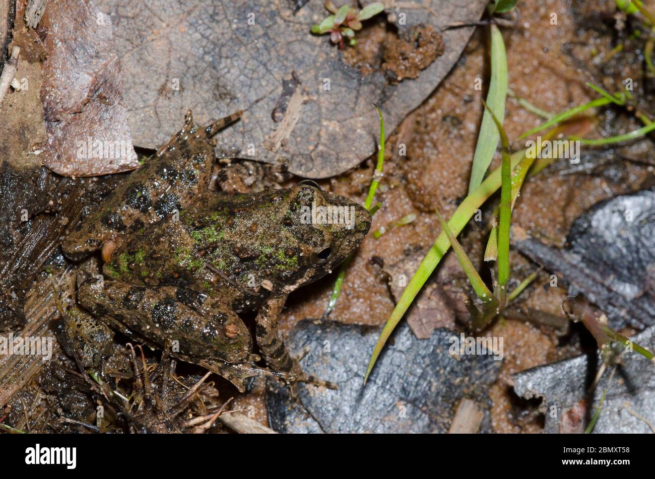 La rana de cricket de Blanchard, Acis blanchadi Foto de stock