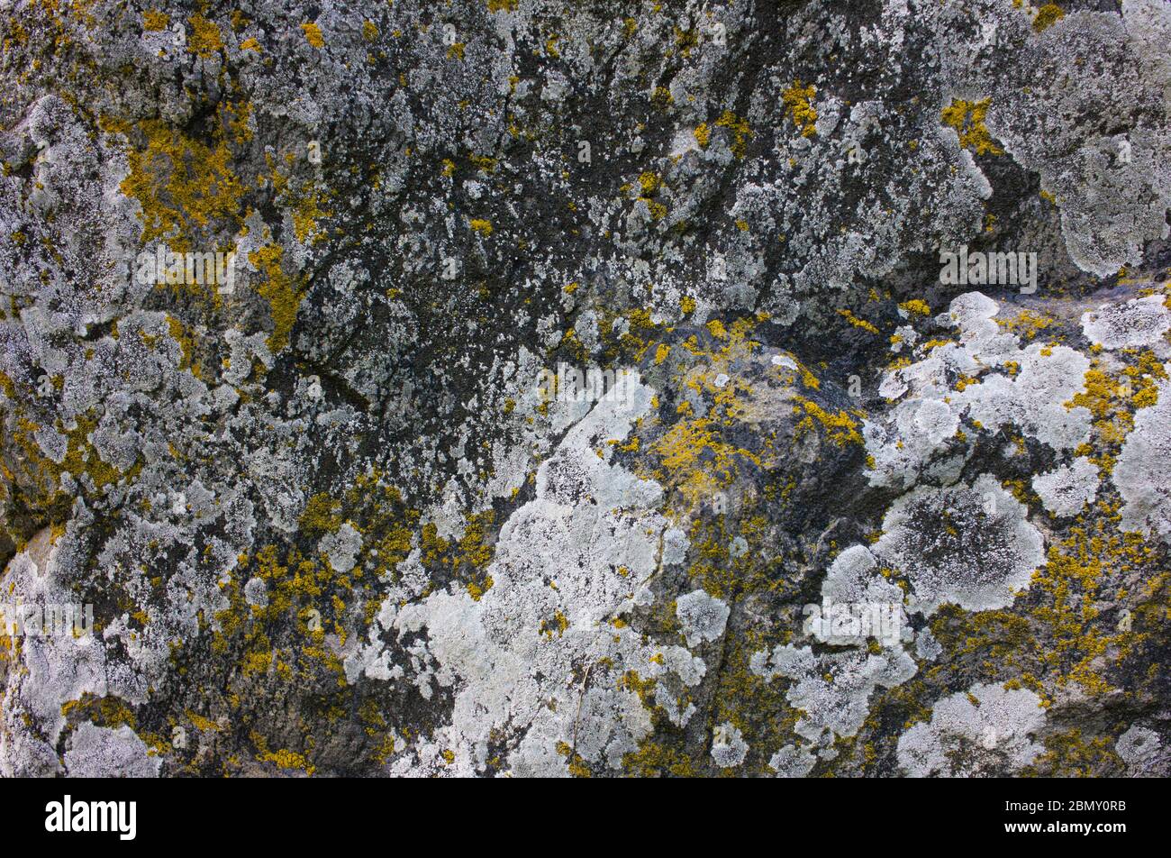 Fragmento de fondo de textura de pared de piedra. Moss y liquen sobre piedra gris. Liquen en la roca. Foto de stock