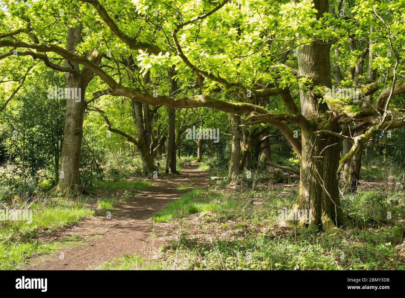 Sendero que conduce a través de bosques de roble, Newtown Common, Burghclere, Hampshire, Inglaterra, Reino Unido, Europa Foto de stock