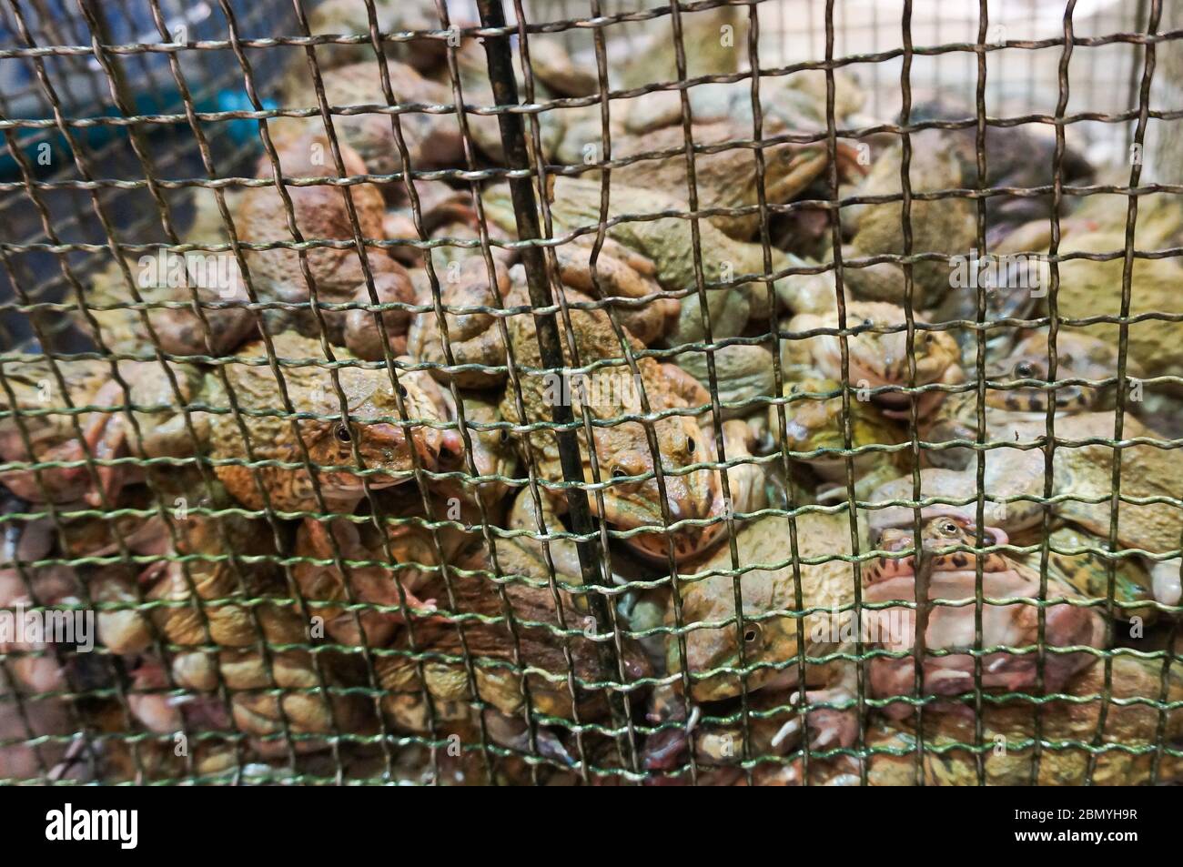 Viva ranas de toro de Asia Oriental o ranas taiwanesas en una jaula para la venta como manjares en un mercado de vida silvestre en China. Foto de stock