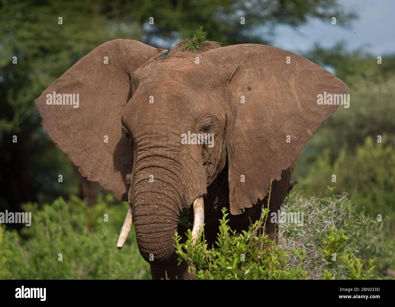 Elefantes africanos salvajes pastando en la estación húmeda verde y exuberante de los bosques en África Foto de stock