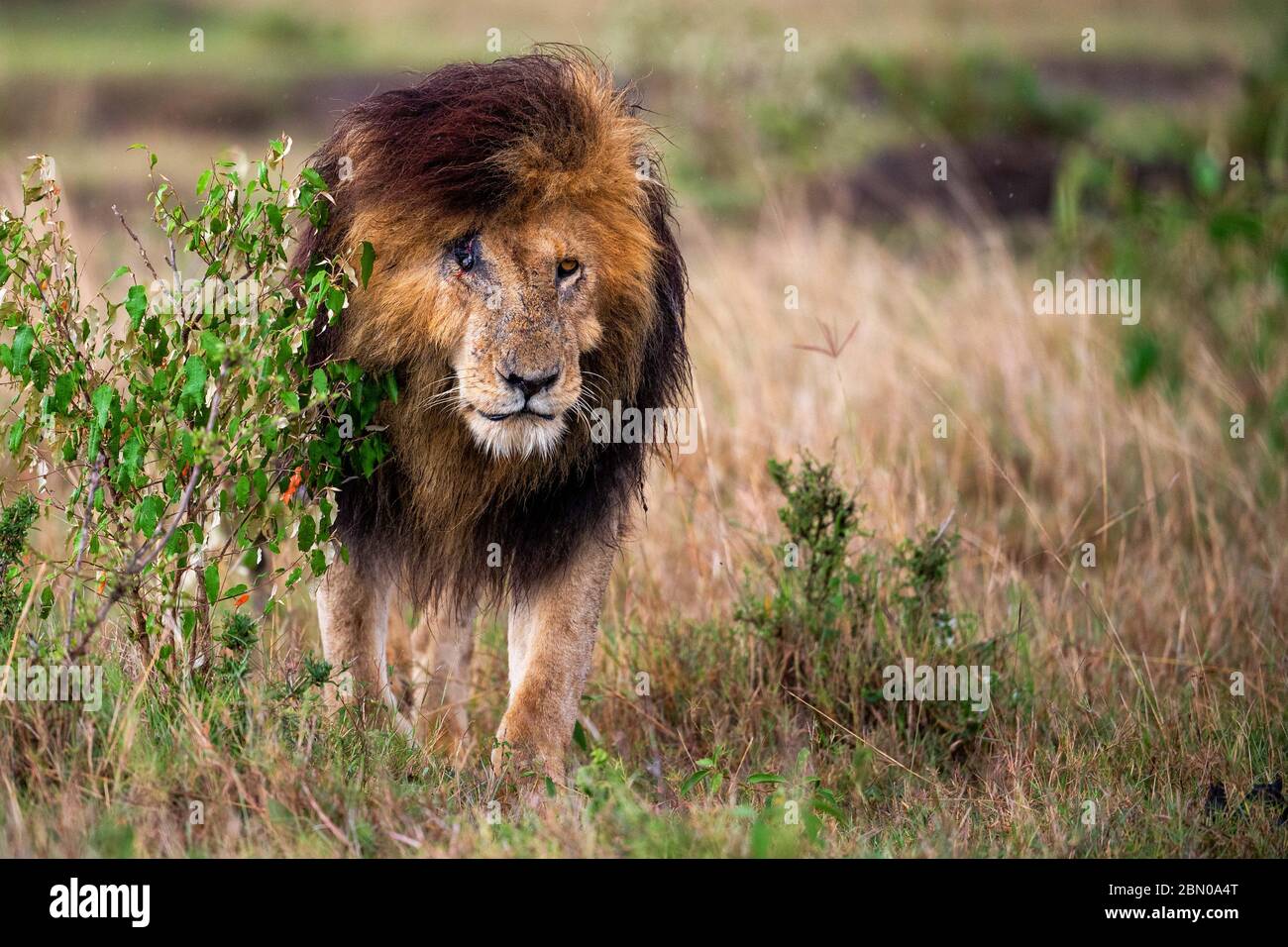 Leones del Parque Nacional Serengeti y Área de Conservación de Ngorongoro en Tanzania Foto de stock