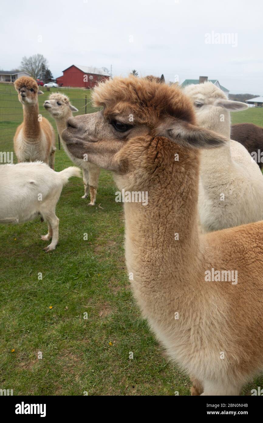 Alpacas amistosas en una granja de alpacas en el suroeste de Pennsylvania, Estados Unidos Foto de stock