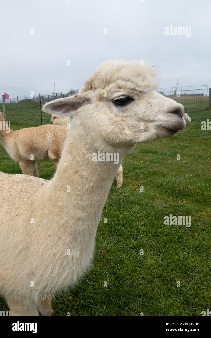 Alpacas amistosas en una granja de alpacas en el suroeste de Pennsylvania, Estados Unidos Foto de stock