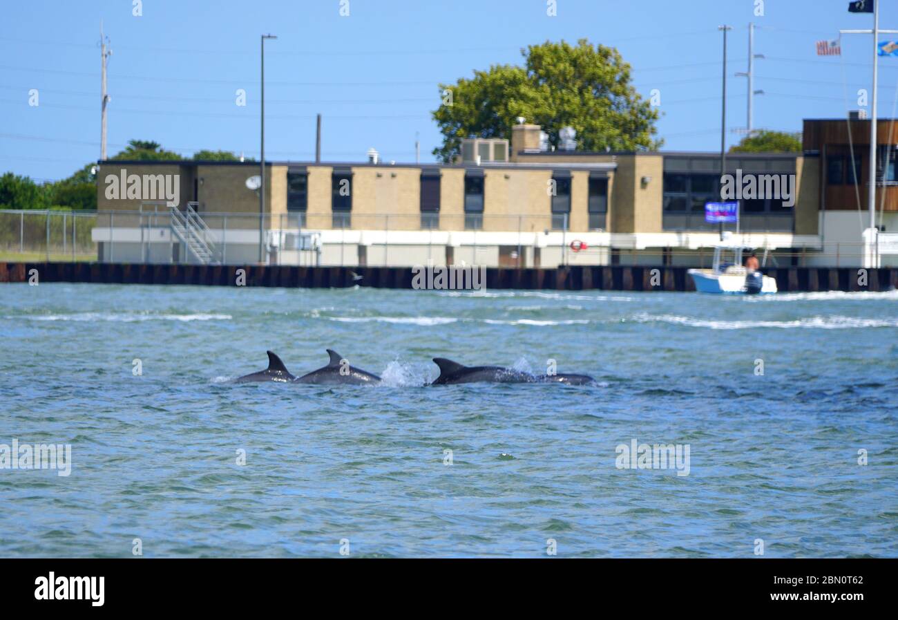 Un grupo de delfines nadando cerca de Indian River Inlet en Bethany Beach, Delaware, U.S.A Foto de stock