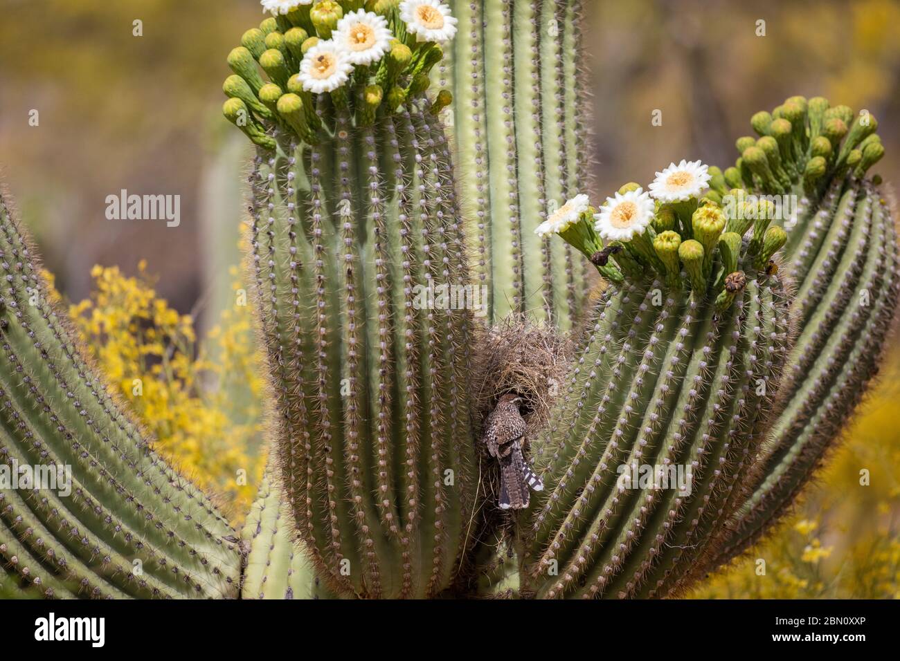 Anidando Cactus Wren, Tortolita Mountains, Marana, cerca de Tucson, Arizona. Foto de stock