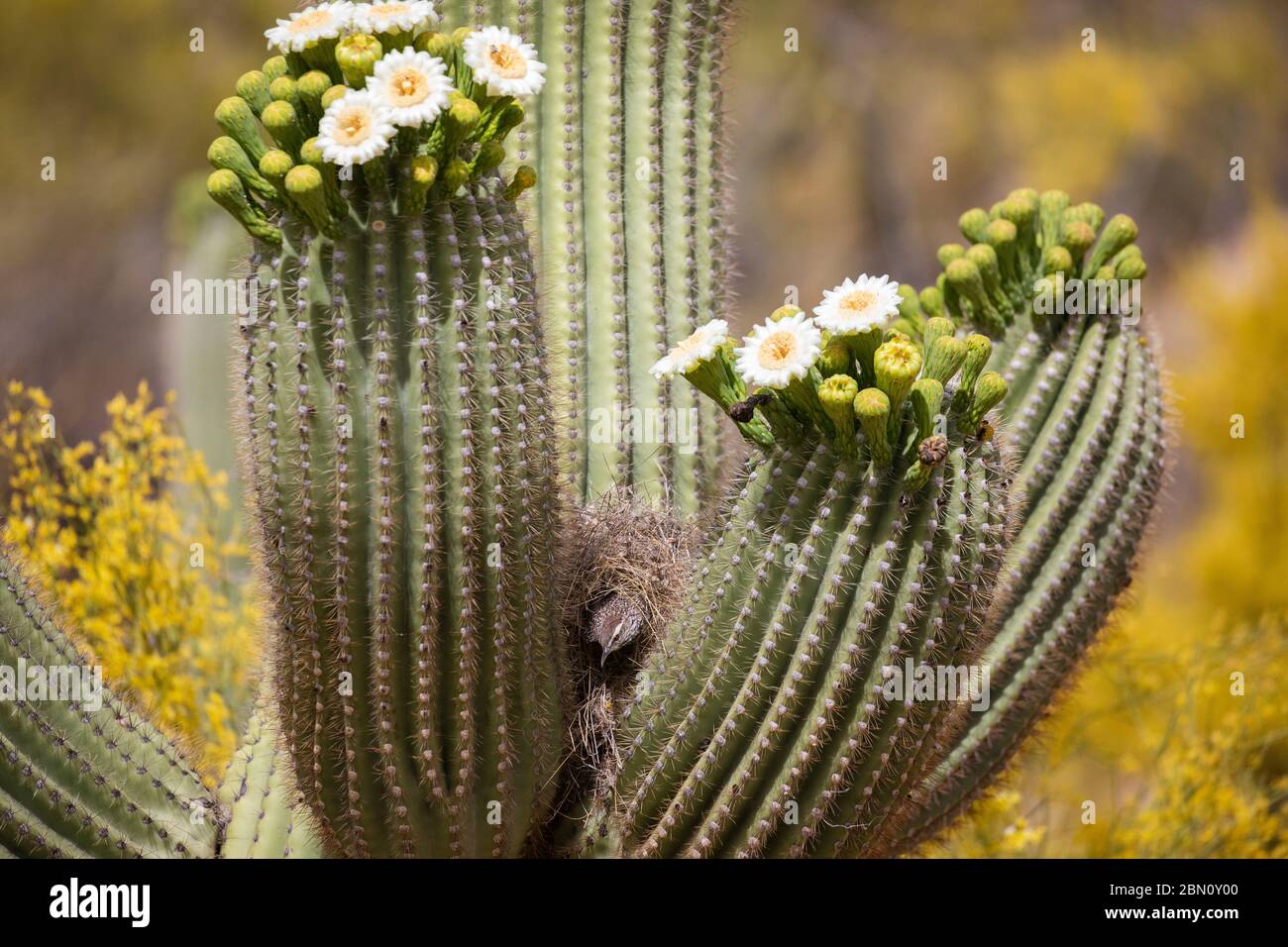 Anidando Cactus Wren, Tortolita Mountains, Marana, cerca de Tucson, Arizona. Foto de stock