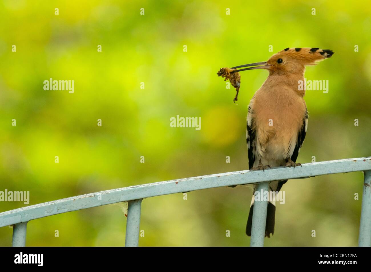 Un pájaro Hoopoe encaramado en la parte superior de una puerta del jardín, Provenza, Francia Foto de stock