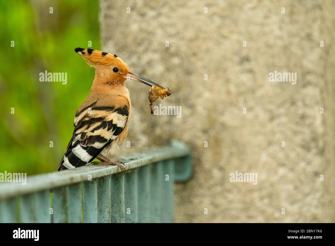 Un pájaro Hoopoe encaramado en la parte superior de una puerta del jardín, Provenza, Francia Foto de stock