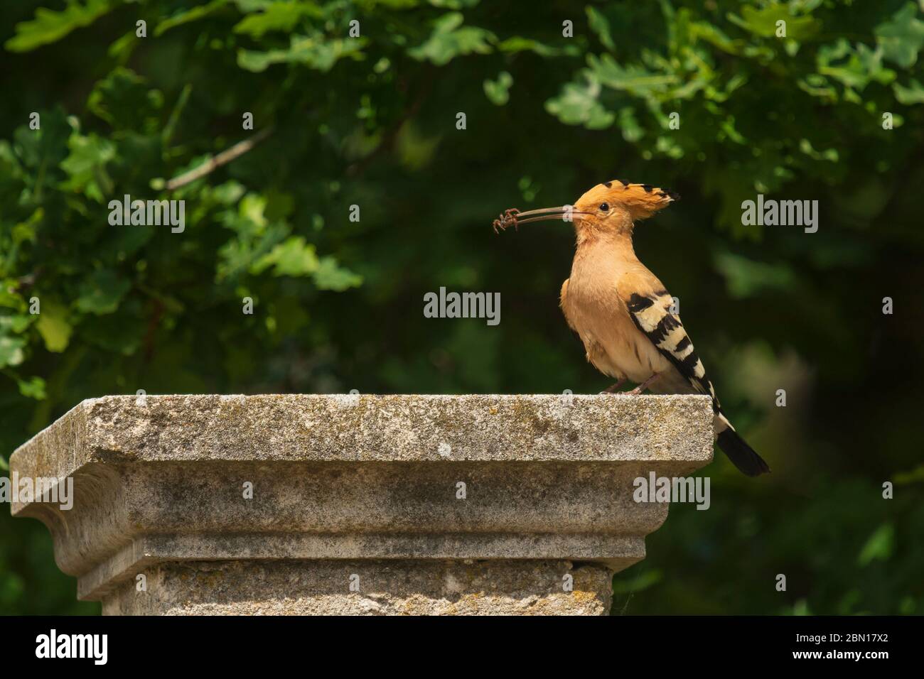 Un pájaro Hoopoe encaramado en la parte superior de una columna / columna , Provenza, Francia Foto de stock