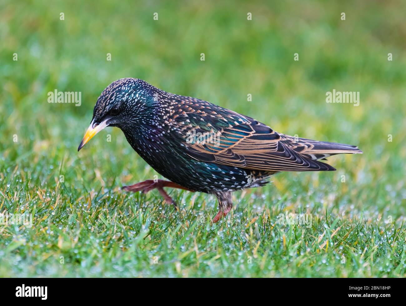 Vista lateral de un Estornino Pinto (Sturnus vulgaris) caminar sobre la hierba. Starling dando un paso en invierno en West Sussex, Inglaterra, Reino Unido. Foto de stock