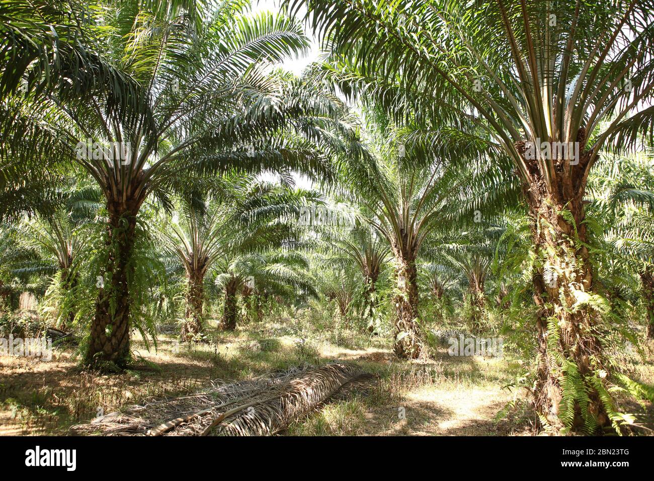 Plantación de palma, Tailandia Foto de stock