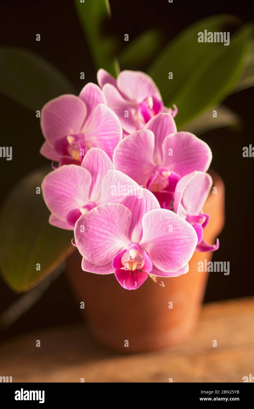 orquídeas rosadas en una olla de arcilla. Foto de stock