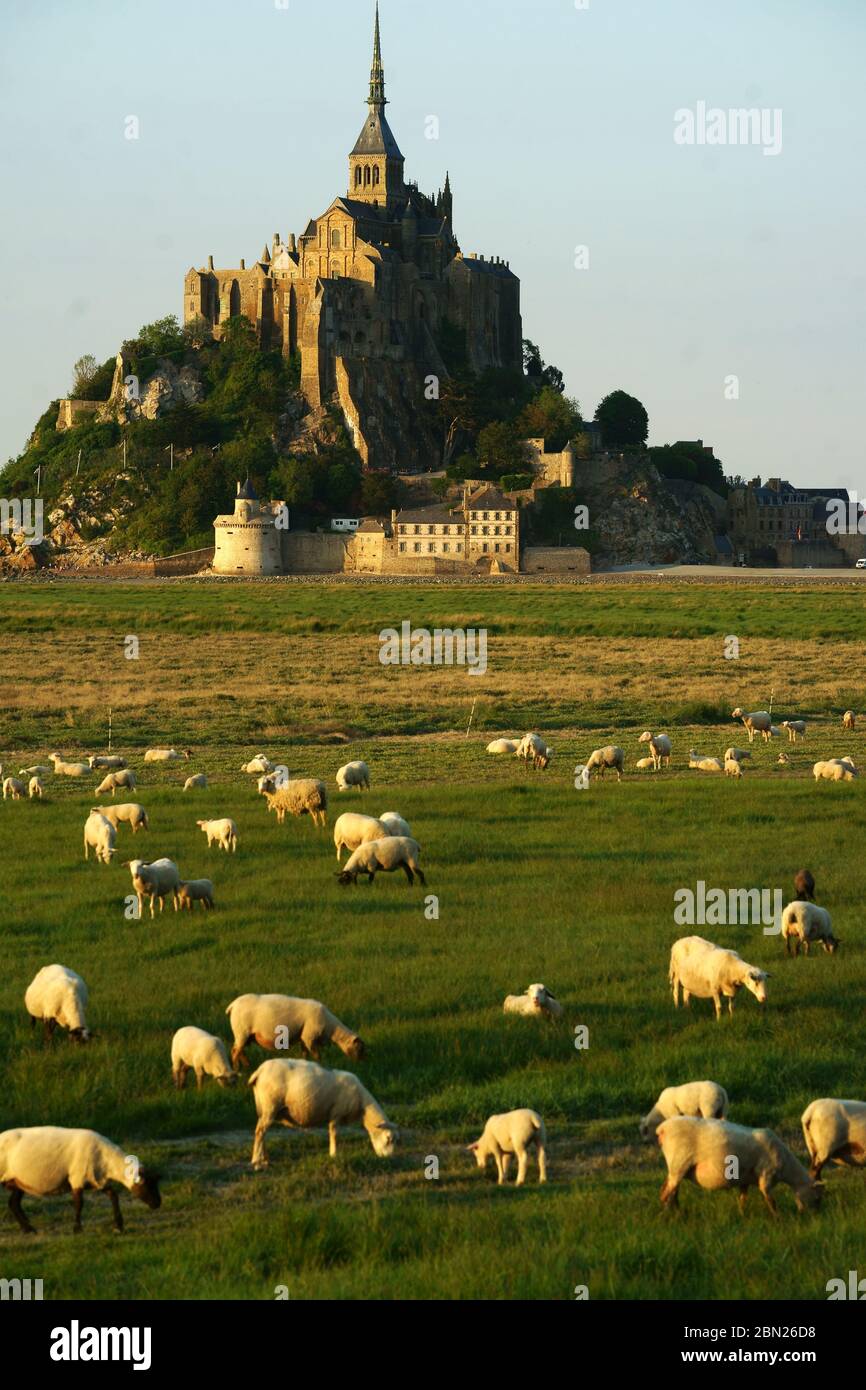 Mont Saint Michel con pastoreo de ovejas, Normandía, Francia Foto de stock