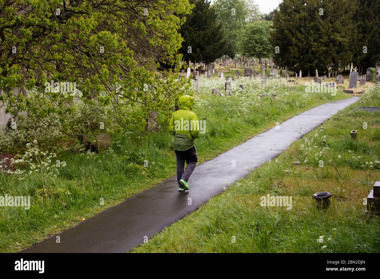 Walker en el cementerio de Brompton, Old Brompton Road, Kensington, Londres; uno de los siete magníficos cementerios Foto de stock