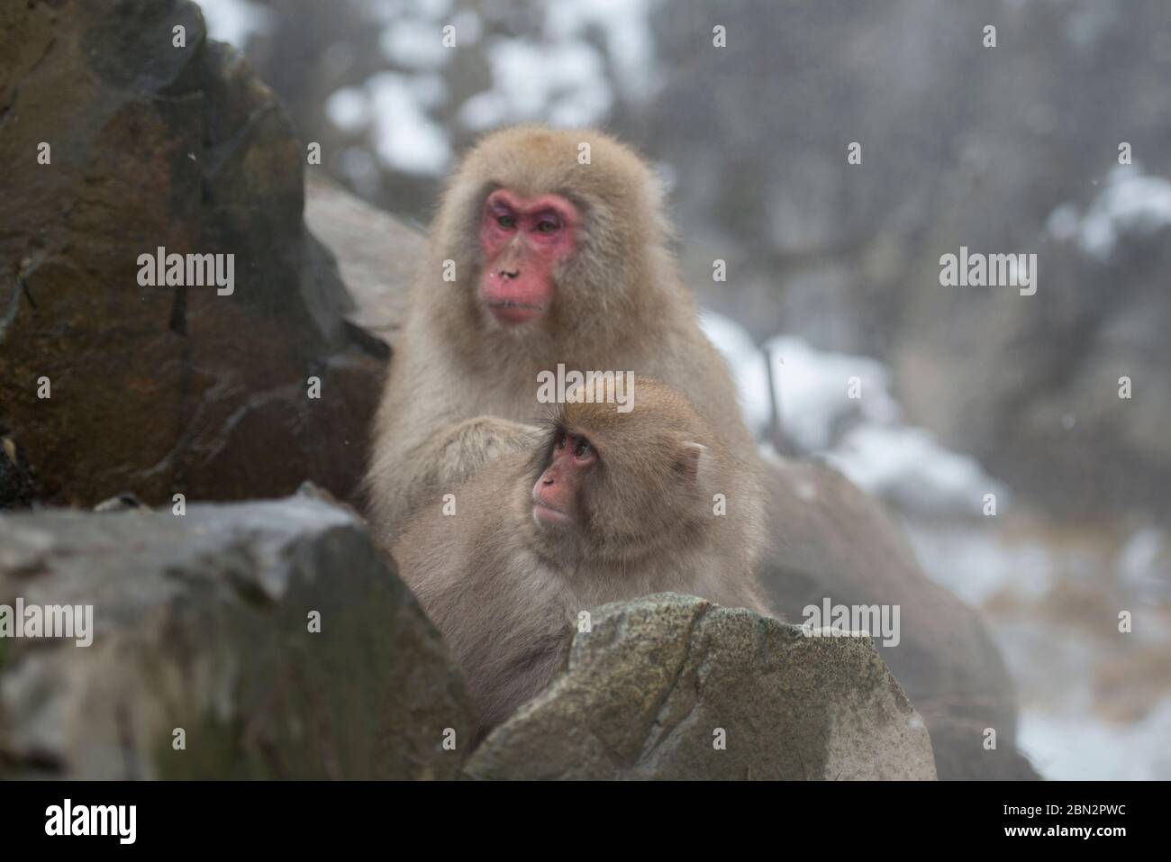 Mono macaco japonés, Macaca fuscata, arreglo de pareja en rocas, Parque de monos Jigokudani Yaenkoen, Yamanouchi, Nagano, Japón Fotografía de stock - Alamy Mono macaco japonés, Macaca fuscata, arreglo de pareja en rocas, Parque de monos Jigokudani Yaenkoen, Yamanouchi, Nagano, Japón Fotografía de stock - Alamy