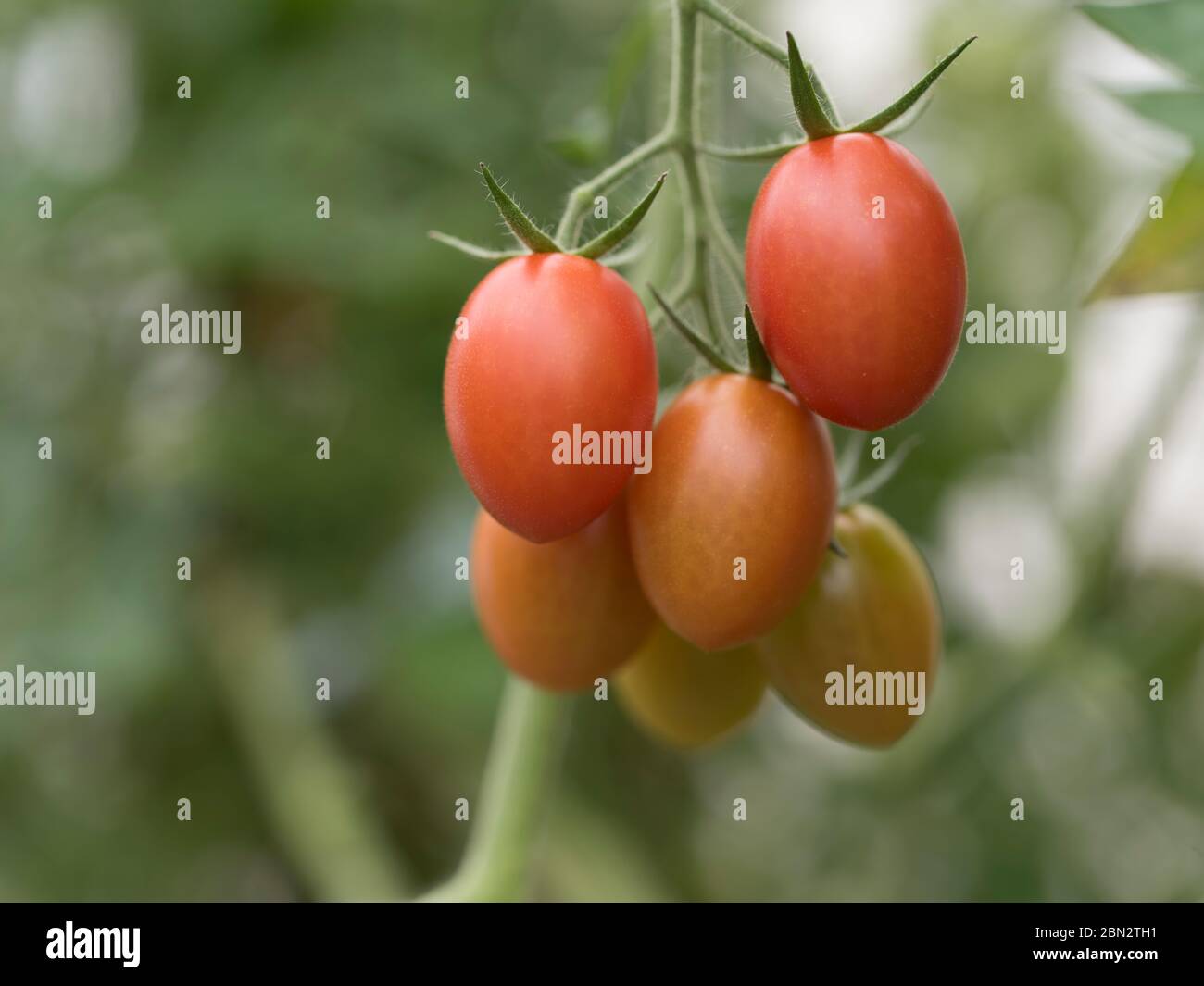 La alimentación del tomate / agricultura / cultivo Foto de stock