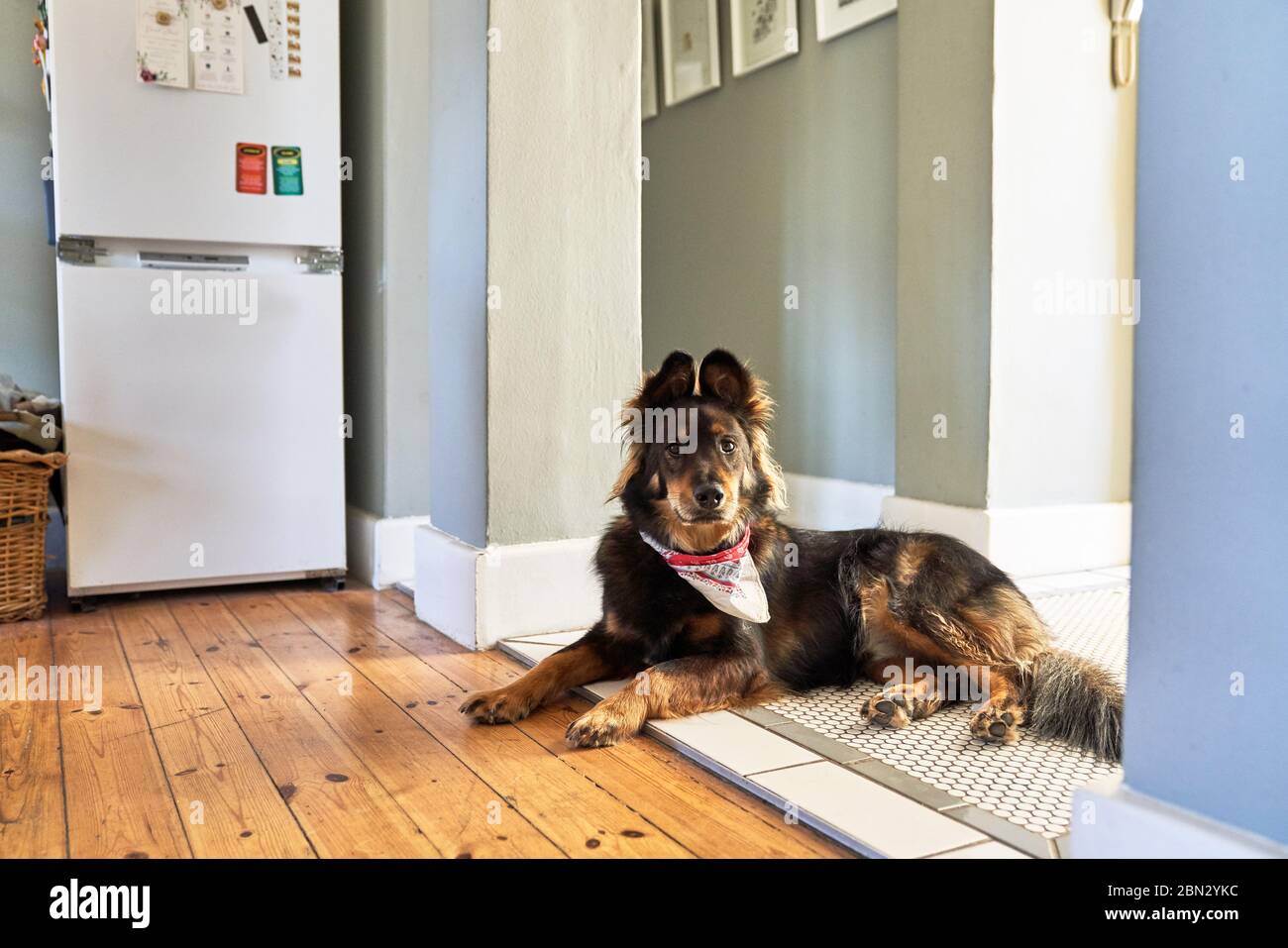 Retrato lindo perro tumbado en la puerta de la cocina Foto de stock