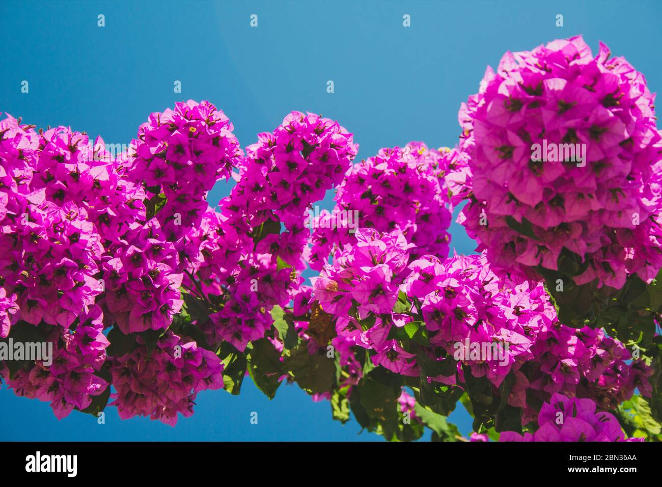 Buganvilla azul fotografías e imágenes de alta resolución - Alamy