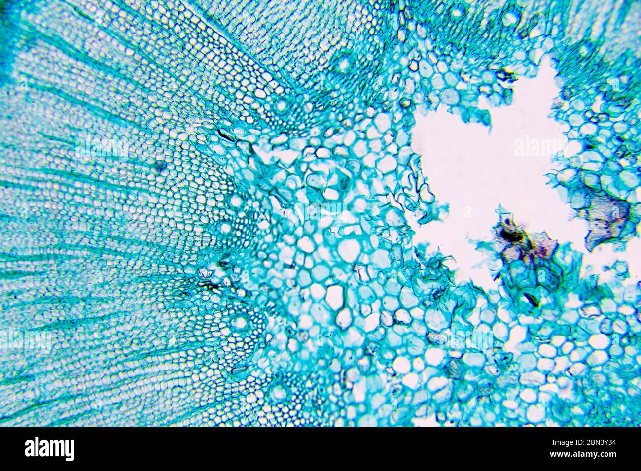 células vegetales bajo microscopio Foto de stock