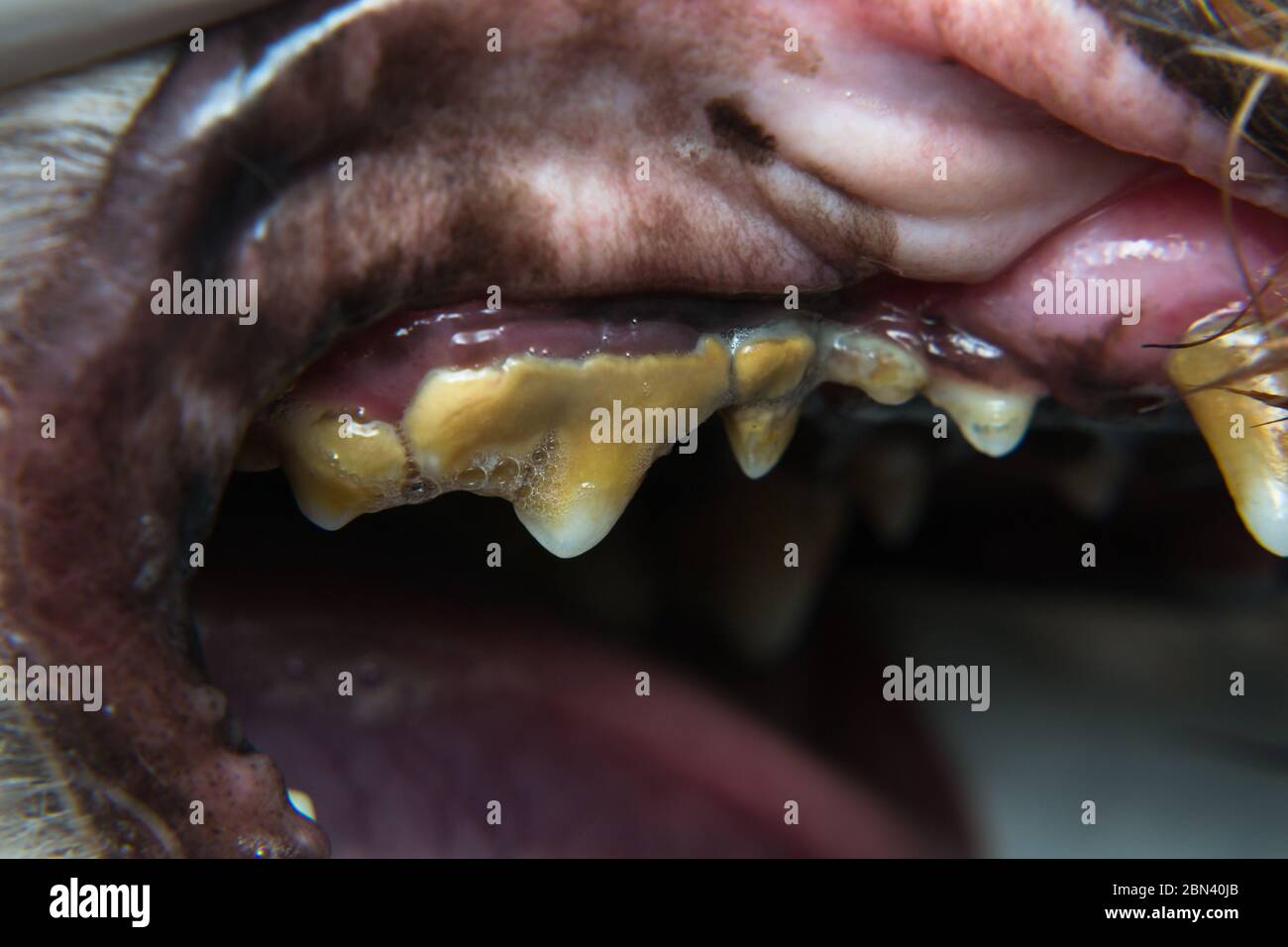 perro con gingivitis y dientes con tartar Fotografía de stock Alamy