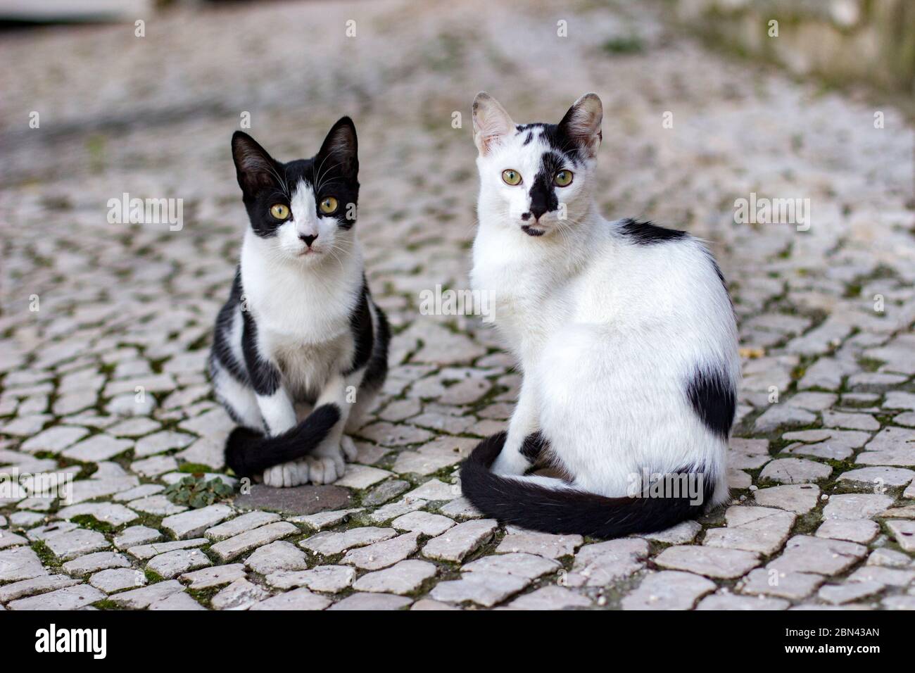 Dos gatos blancos y negros se sientan en las calles adoquinadas de Lisboa,  Portugal Fotografía de stock - Alamy